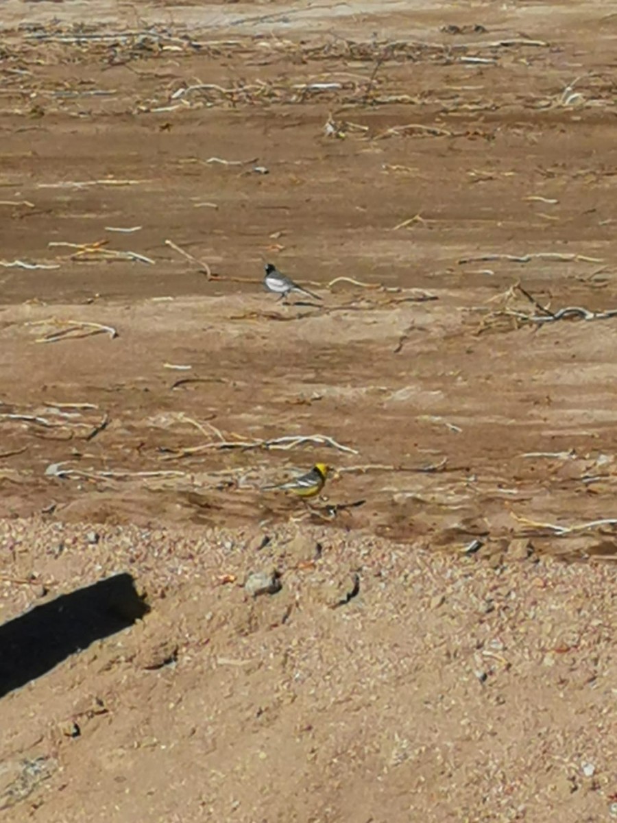 Citrine Wagtail - ML548889991