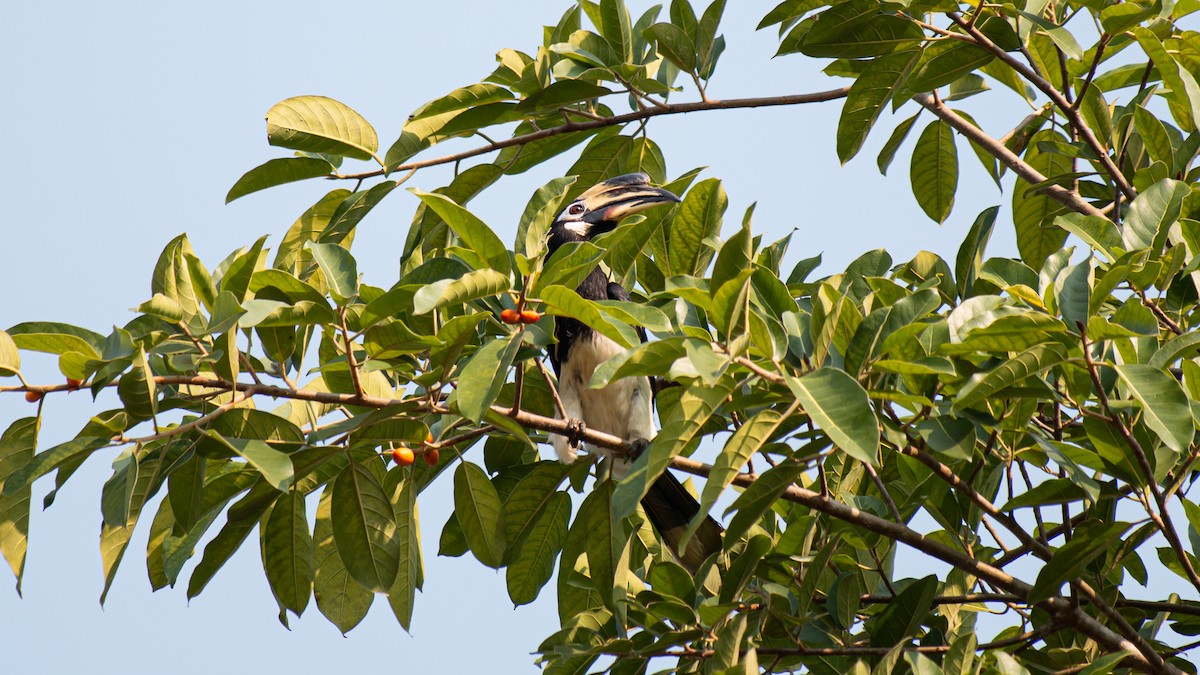 Oriental Pied-Hornbill - ML548892481