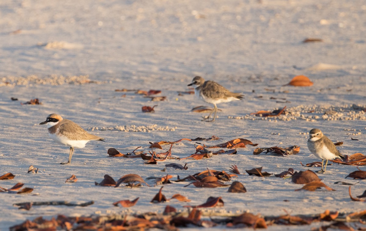 Double-banded Plover - ML548892511