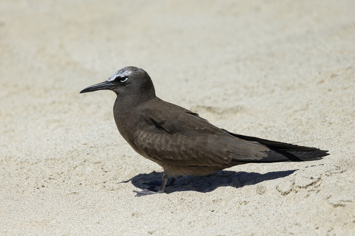 Brown Noddy - Jill Duncan &  Ken Bissett