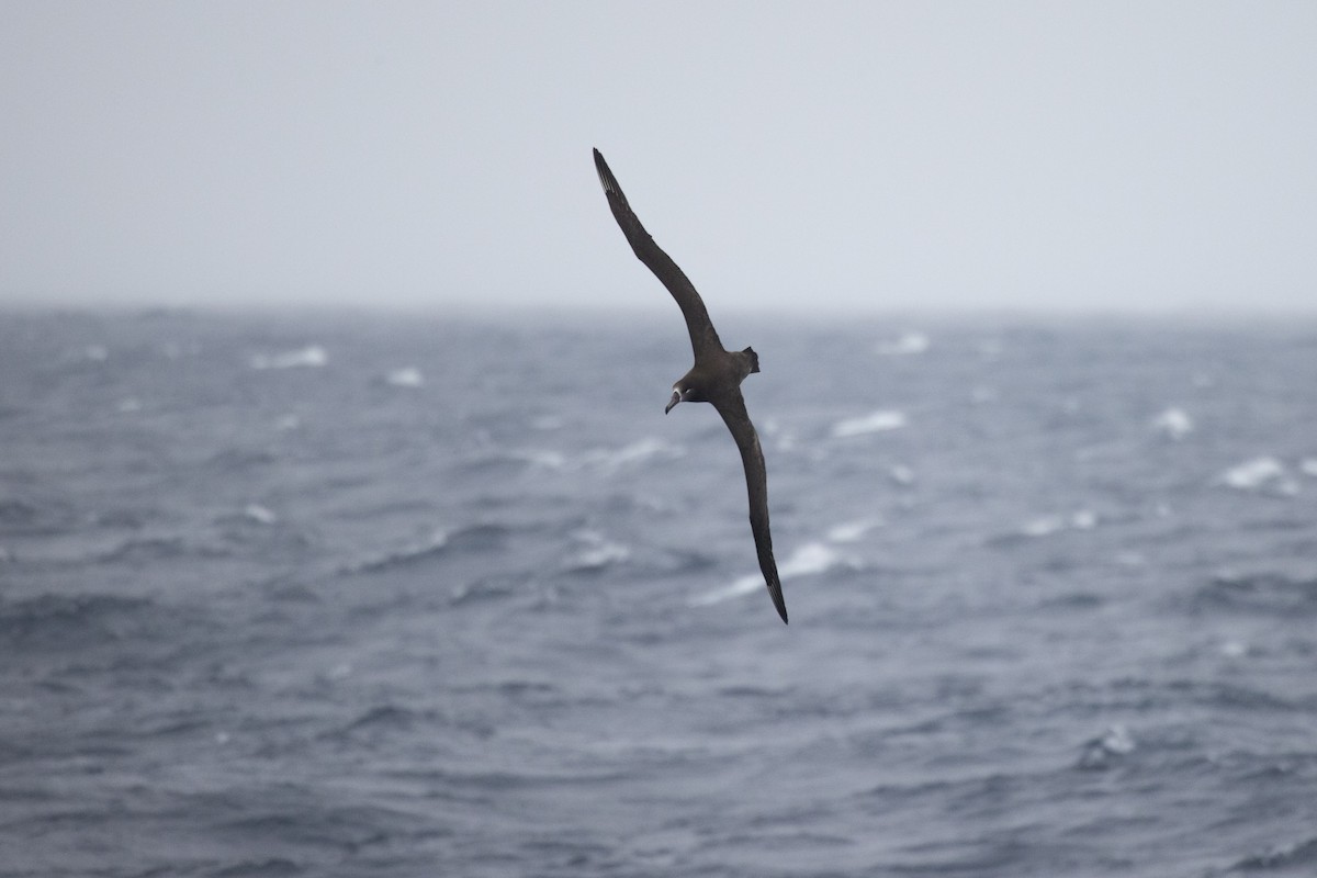Black-footed Albatross - ML548893981