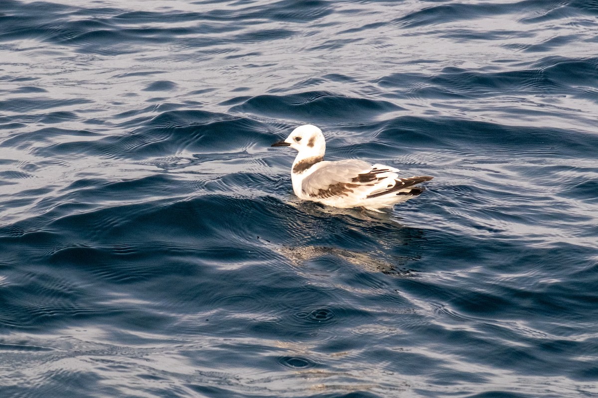 Black-legged Kittiwake - Bob Hasenick