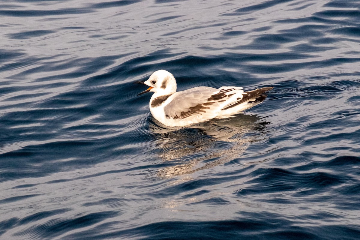 Black-legged Kittiwake - ML548894001