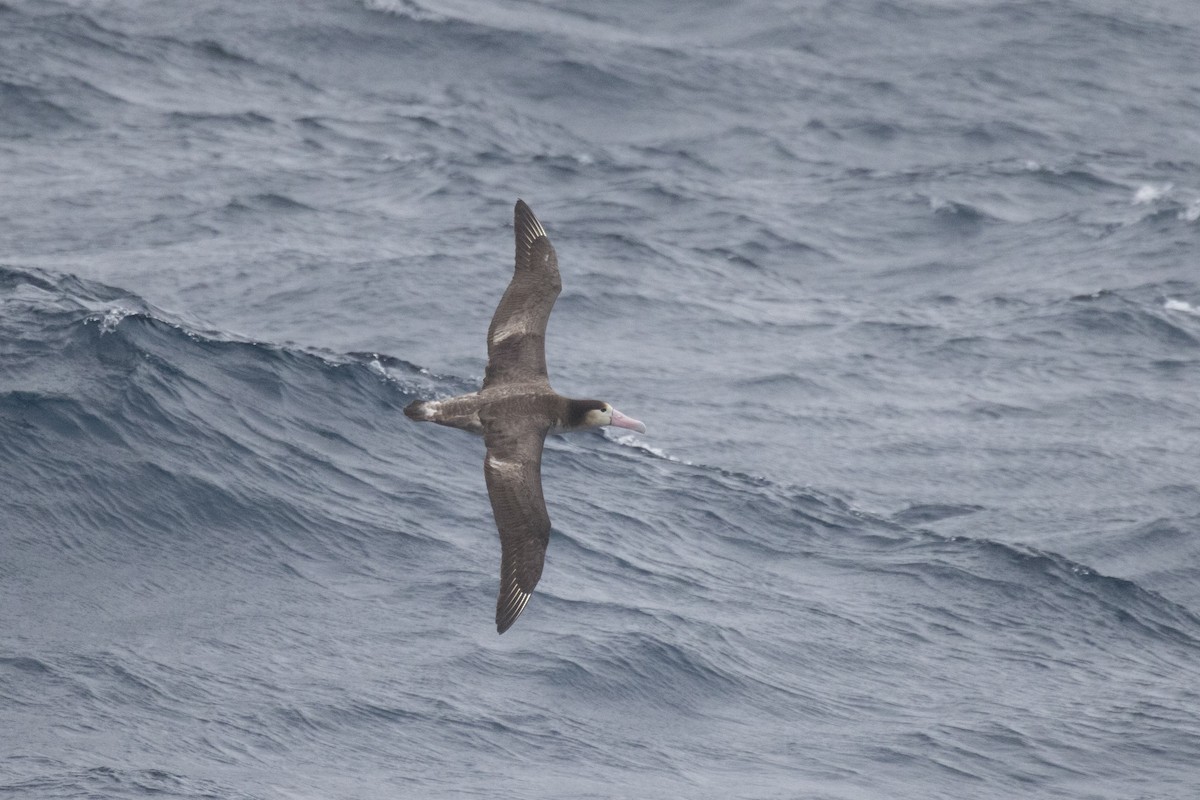 Short-tailed Albatross - ML548894021
