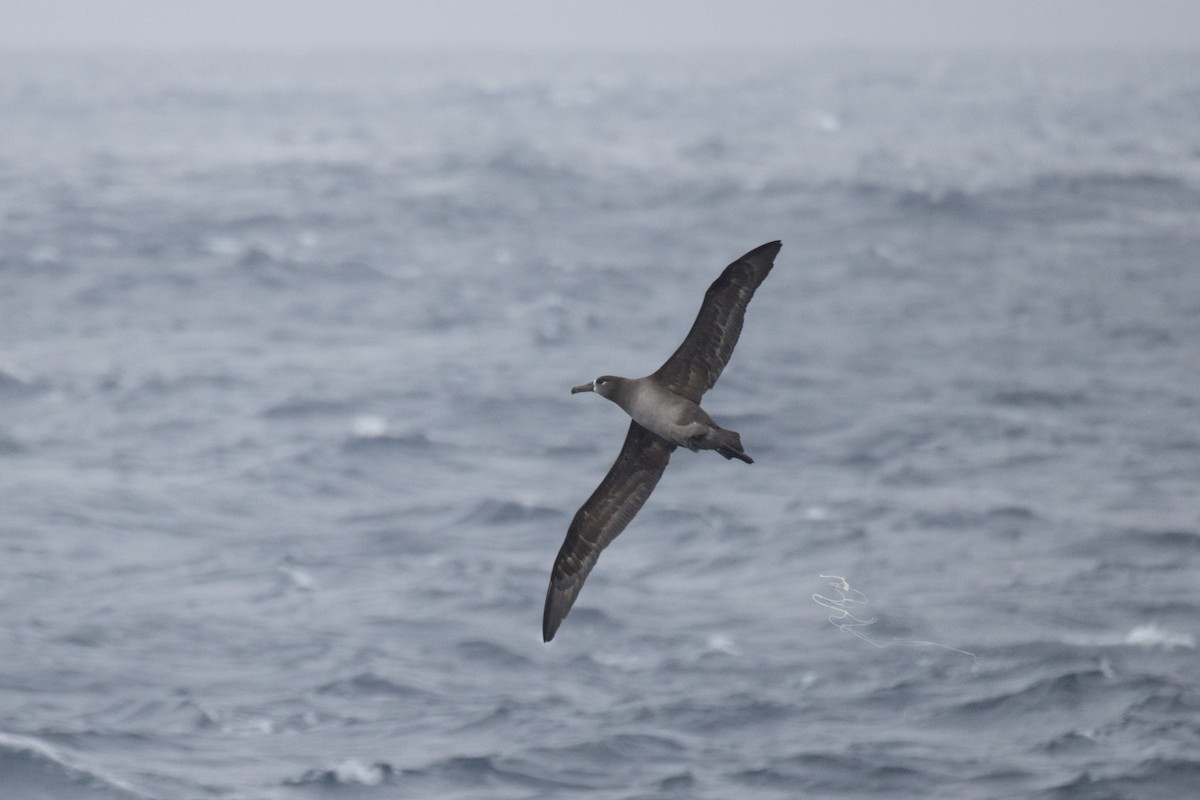 Black-footed Albatross - ML548894051