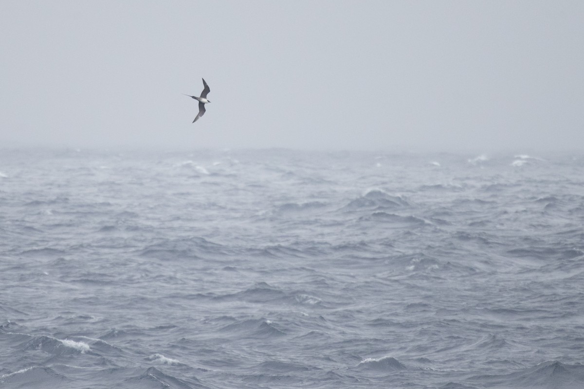 Long-tailed Jaeger - ML548894061