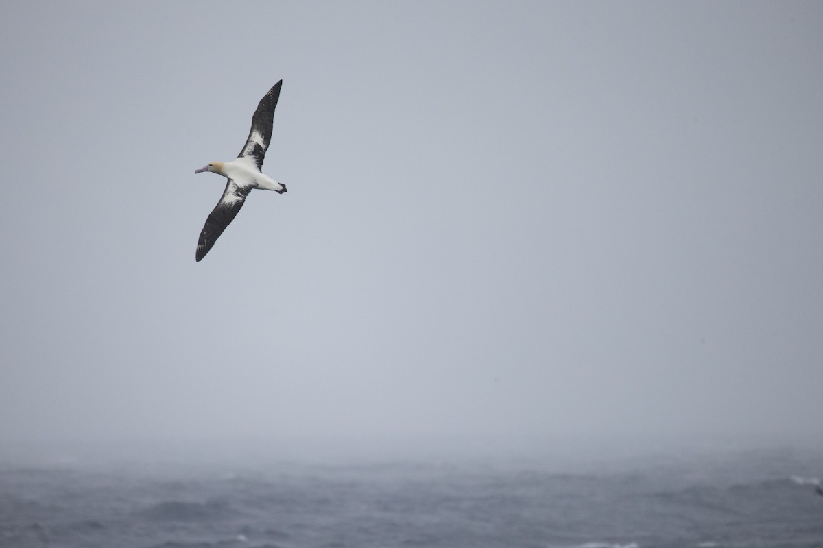 Short-tailed Albatross - ML548894131