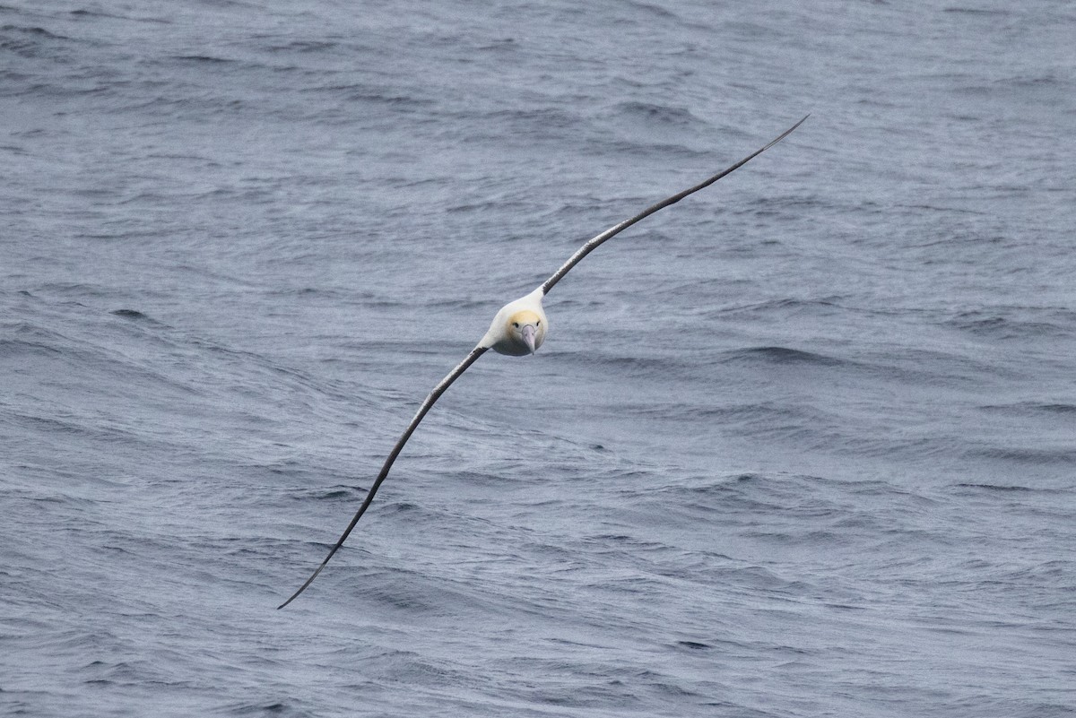 Short-tailed Albatross - ML548894141