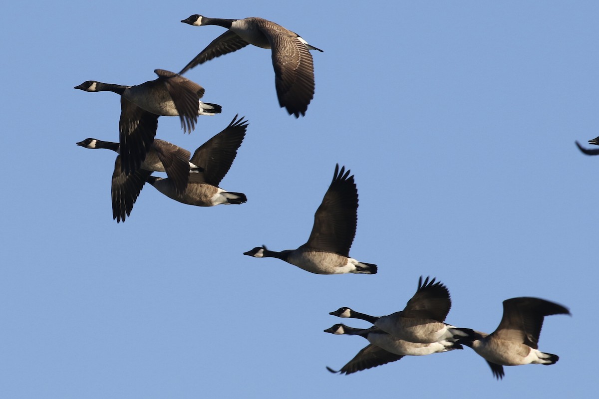 Canada Goose - ML548894291