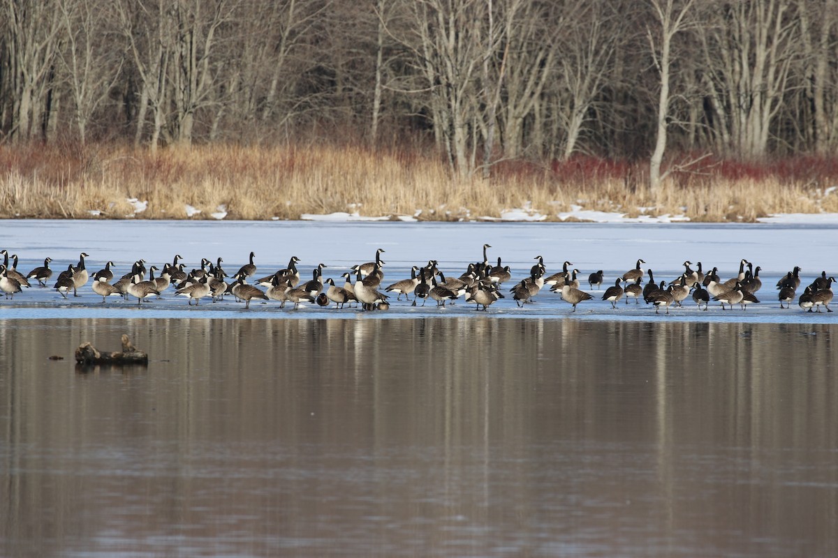 Canada Goose - Glen Chapman