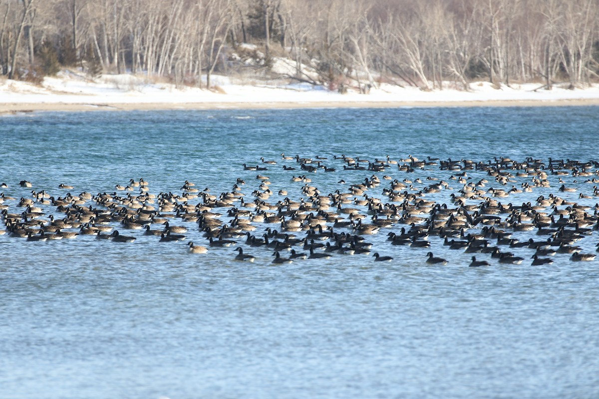 Canada Goose - ML548894331