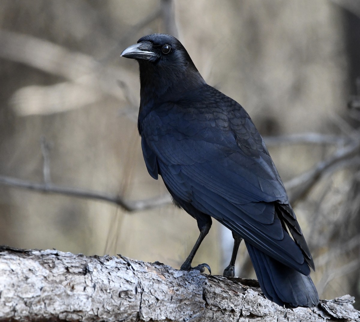 American Crow - ML548896261