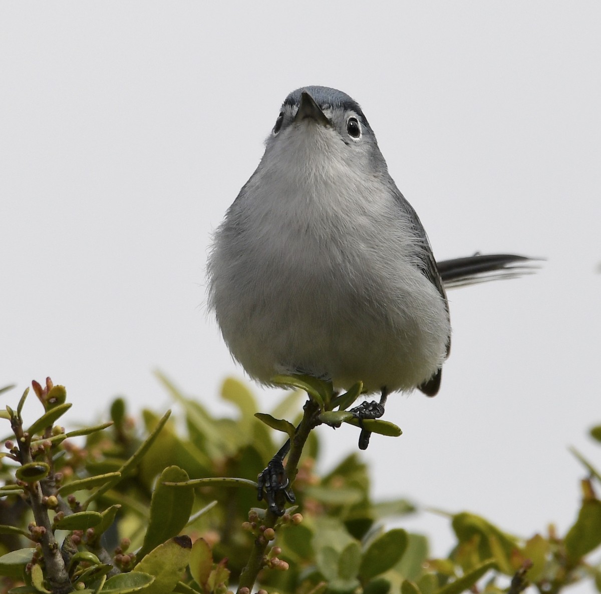 Blue-gray Gnatcatcher - ML548896351
