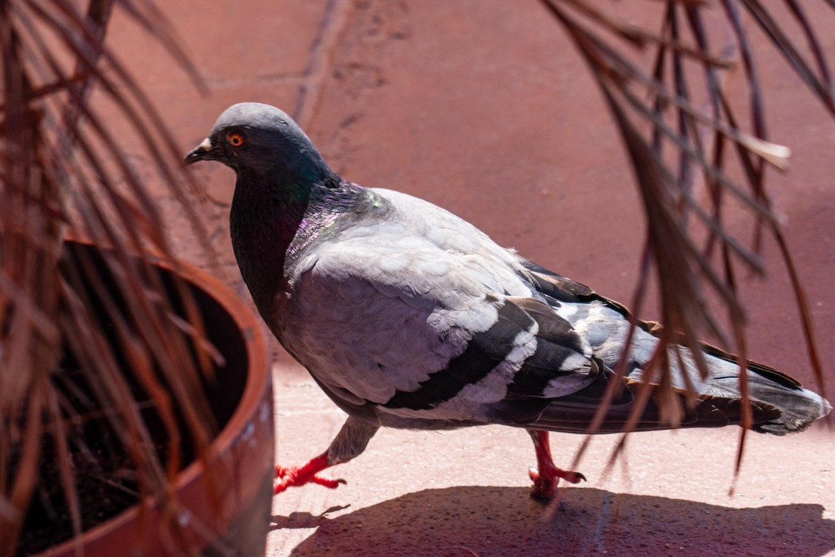 Pigeon biset (forme domestique) - ML548898701