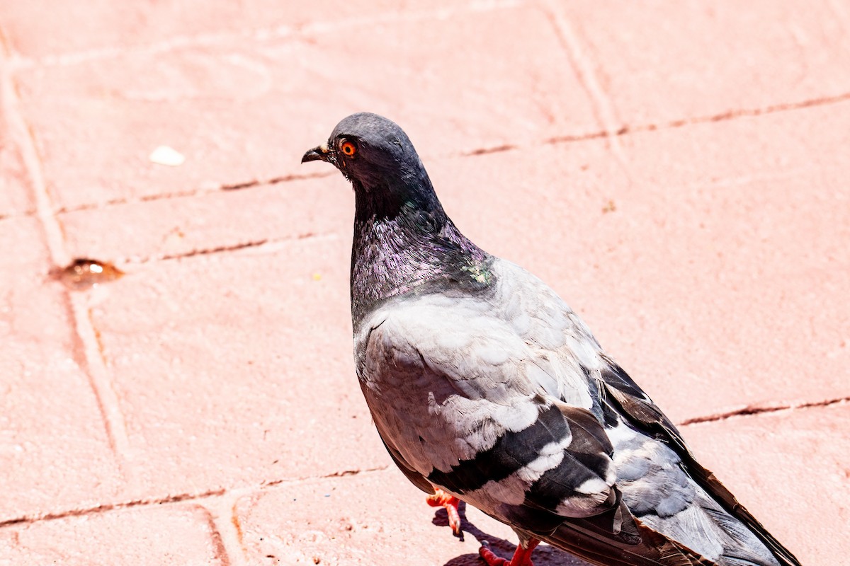 Pigeon biset (forme domestique) - ML548898711