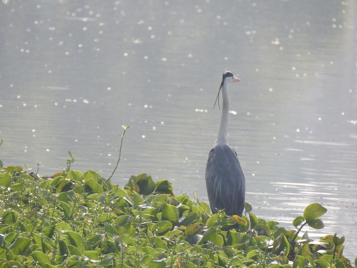 Gray Heron - ML548900801