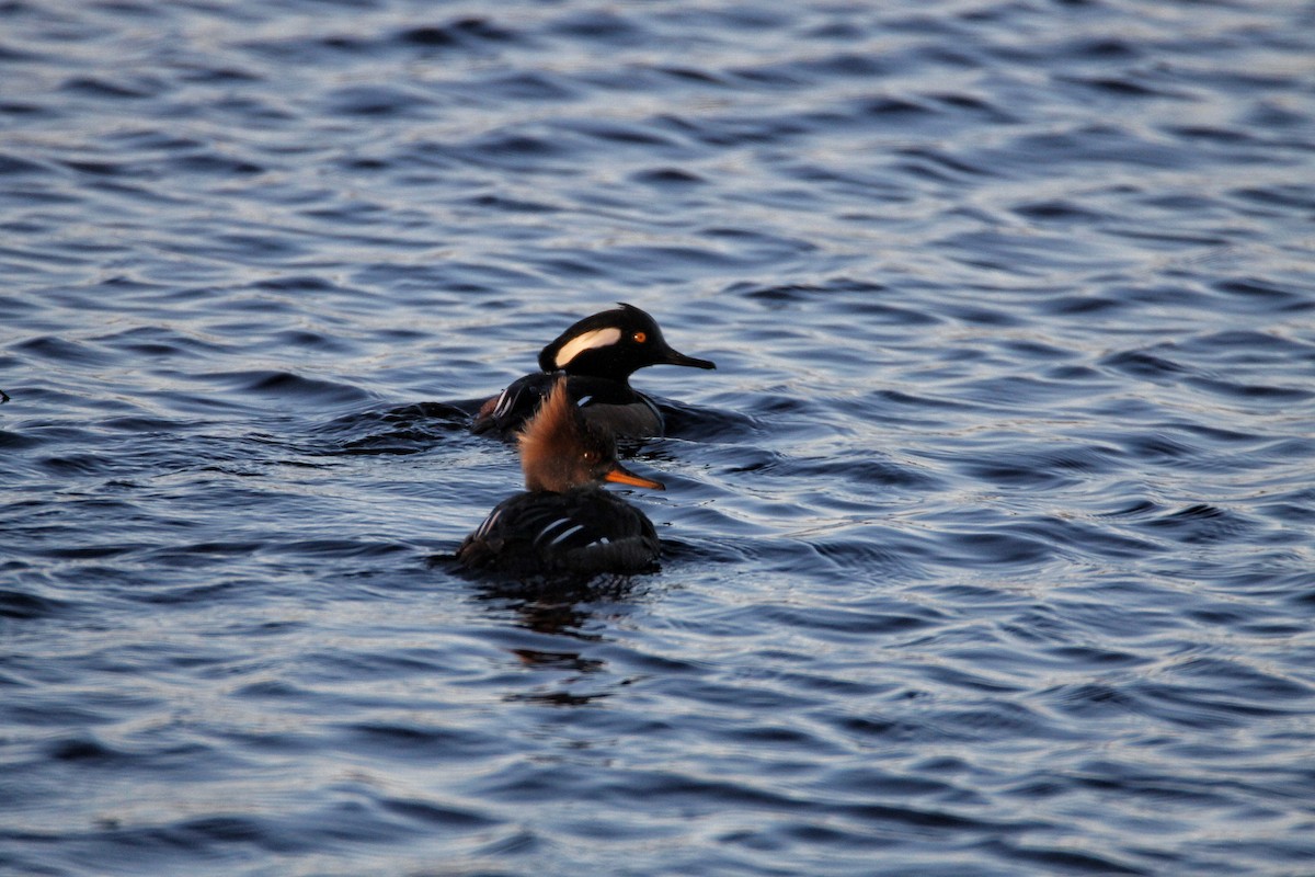 Hooded Merganser - ML54890081