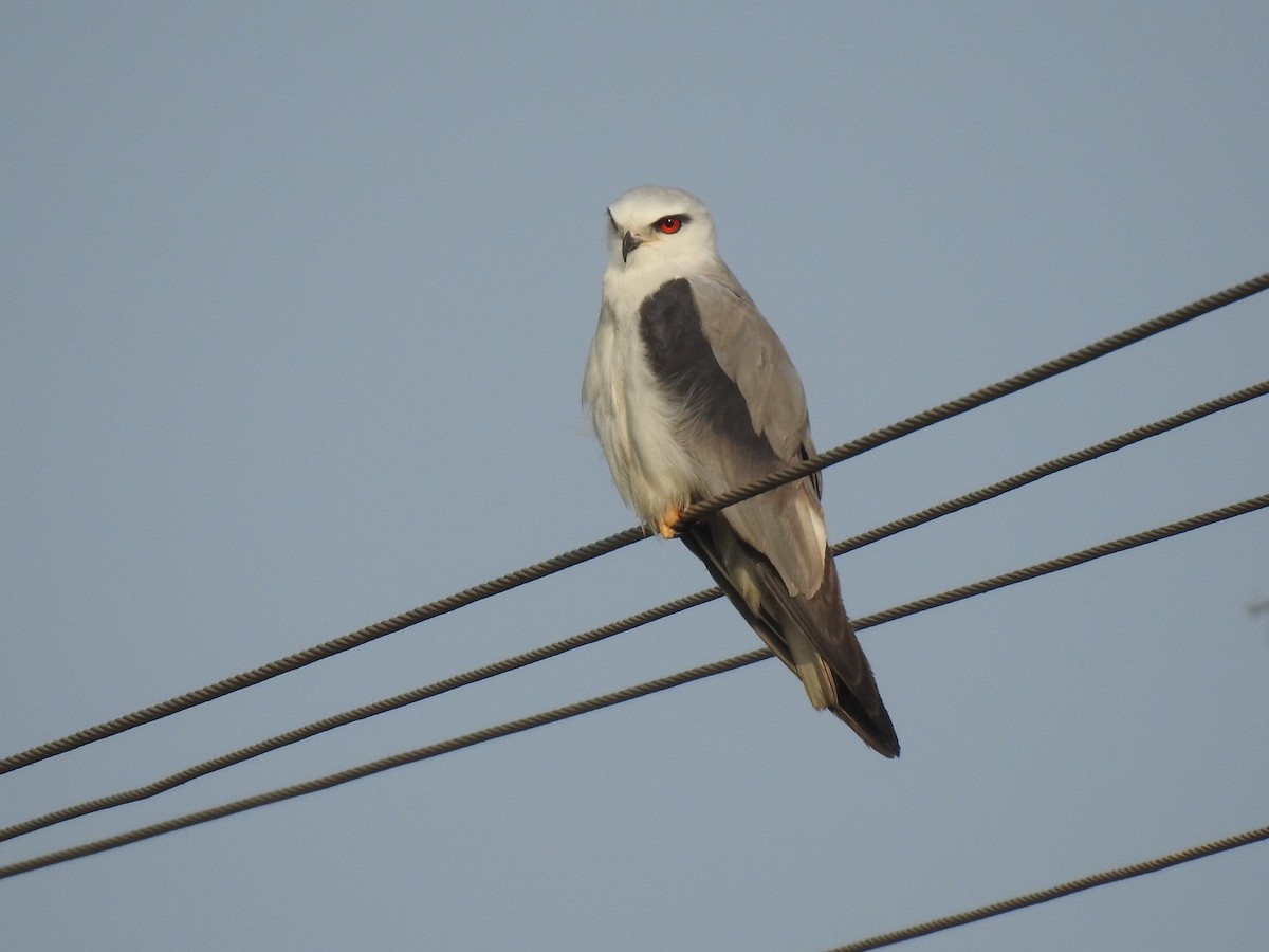 Black-winged Kite - ML548900821