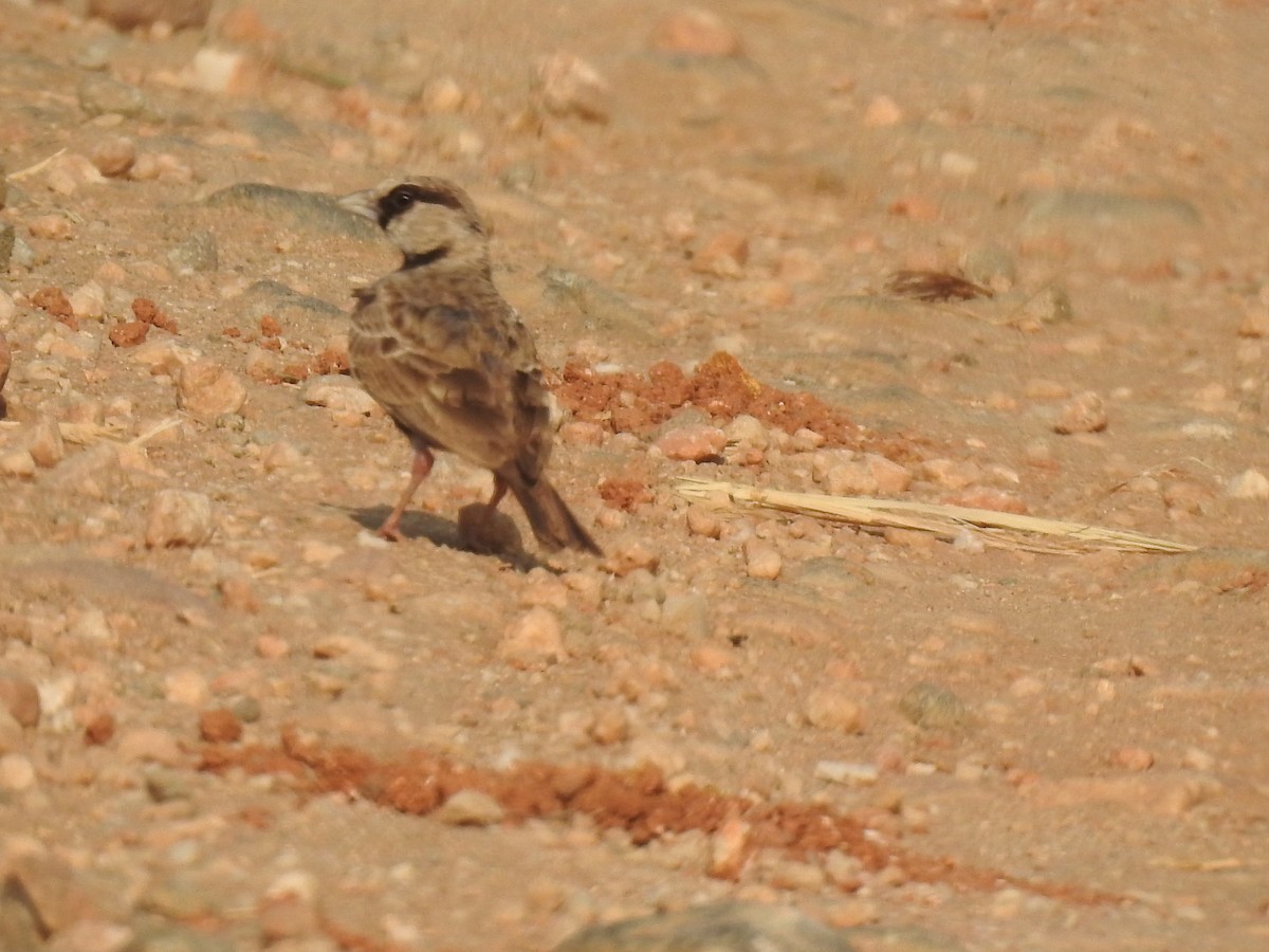 Ashy-crowned Sparrow-Lark - ML548900851