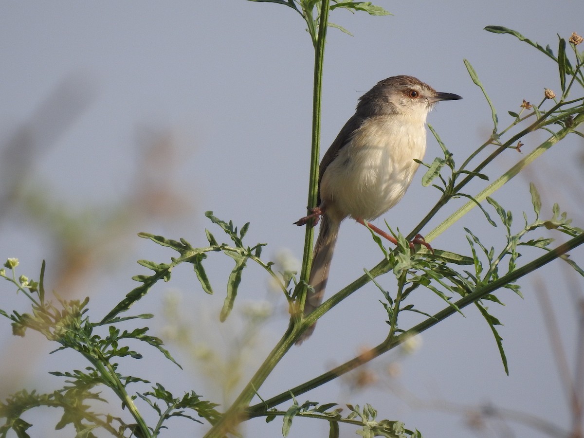 Jungle Prinia - dineshbharath kv