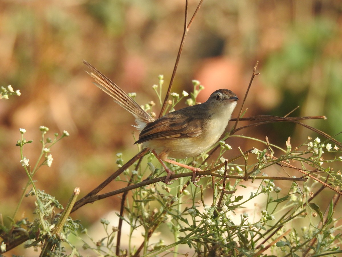 Plain Prinia - ML548900961