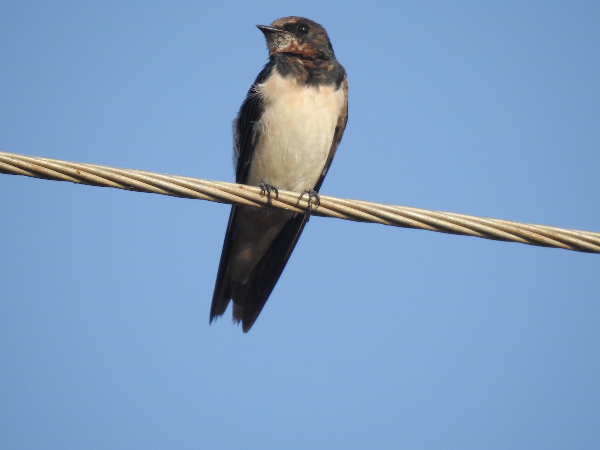 Barn Swallow - ML548901011