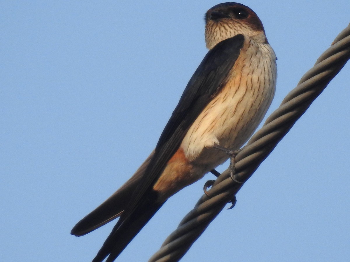 Red-rumped Swallow - ML548901051