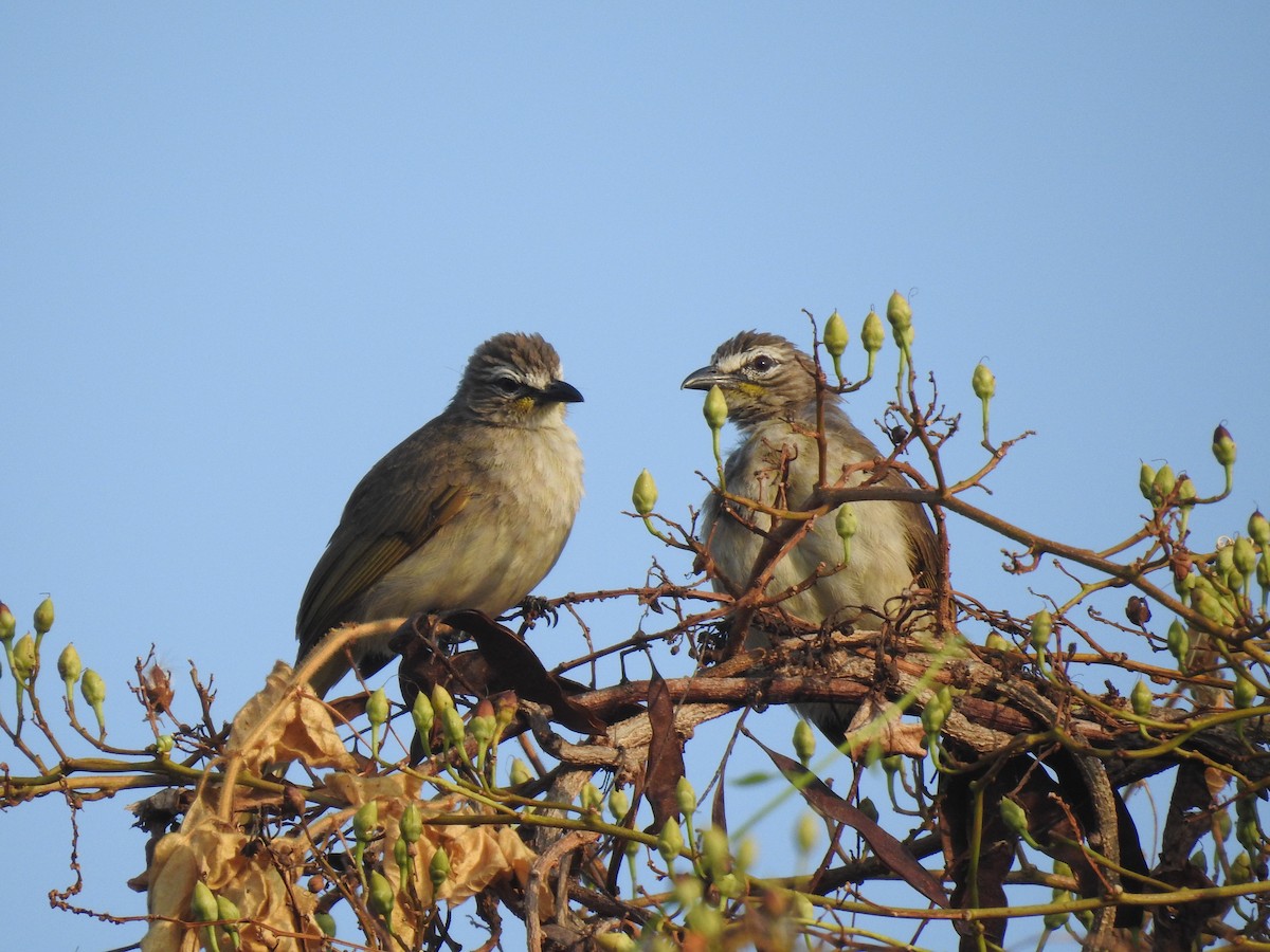 White-browed Bulbul - ML548901191