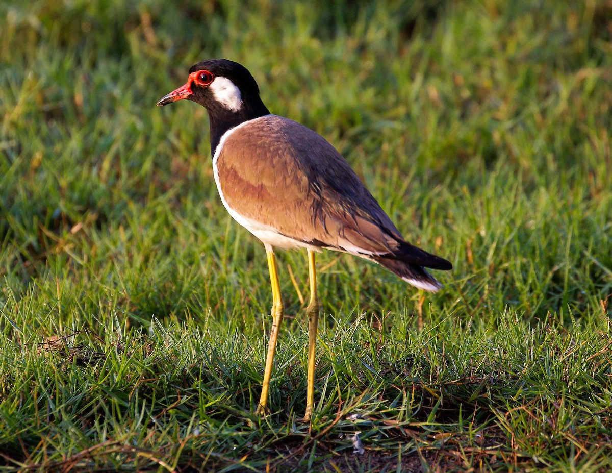 Red-wattled Lapwing - ML548901291