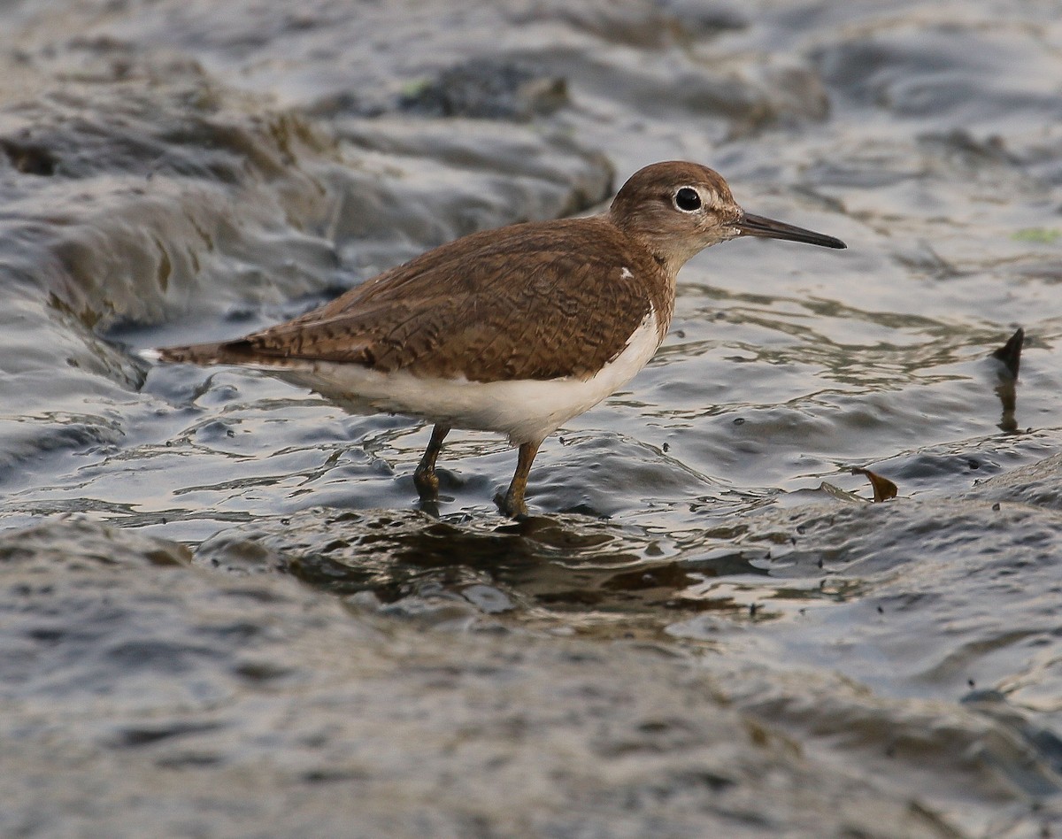 Common Sandpiper - Neoh Hor Kee