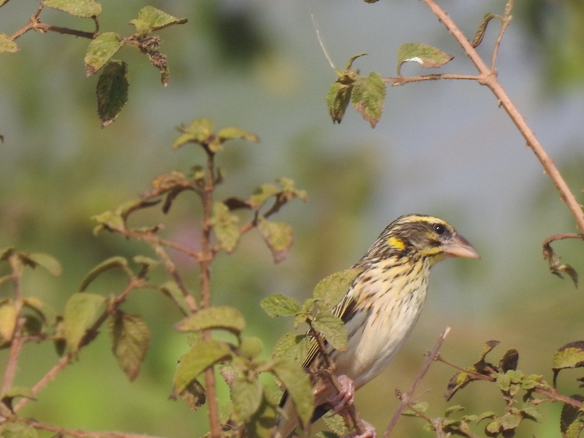 Streaked Weaver - ML548901371