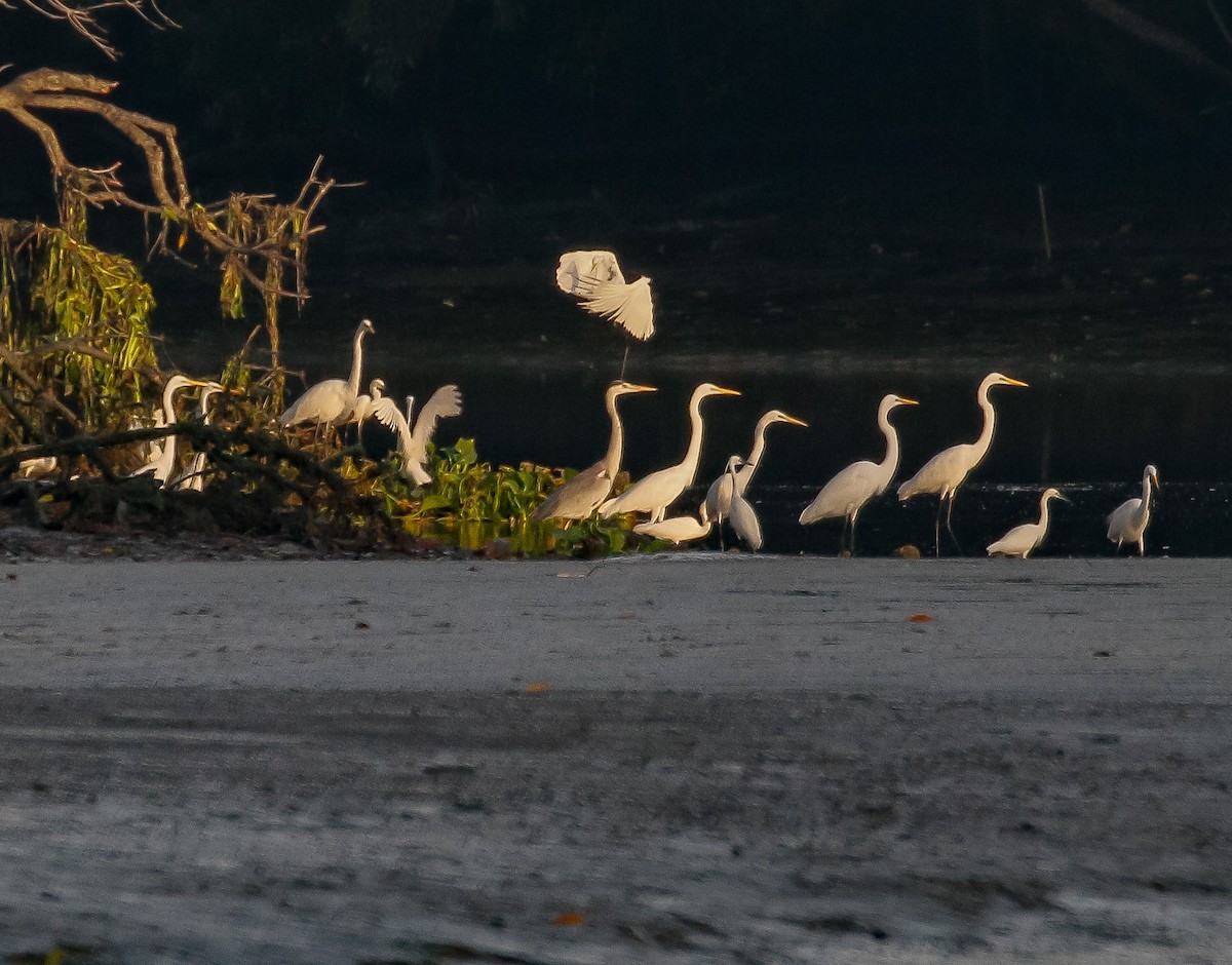 Gray Heron - Neoh Hor Kee