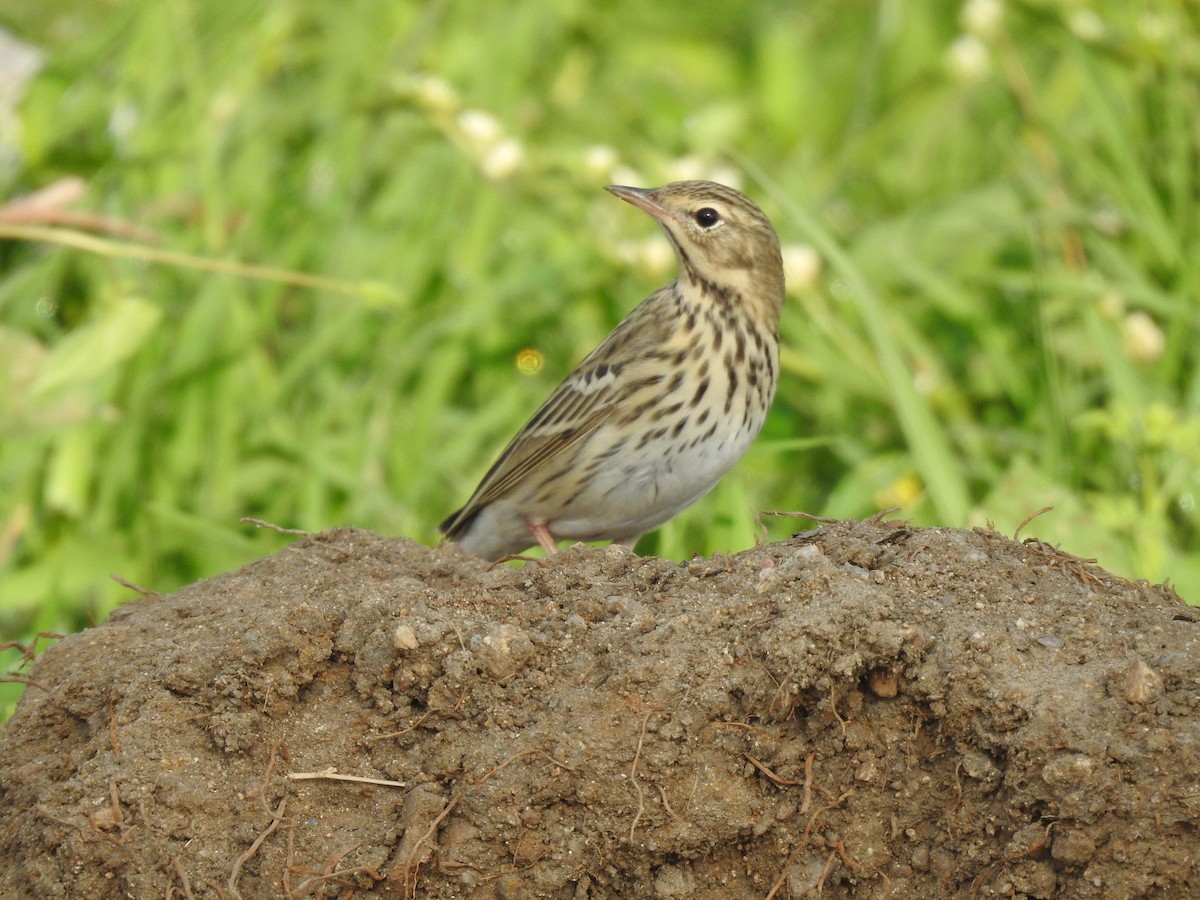 Tree Pipit - ML548901591