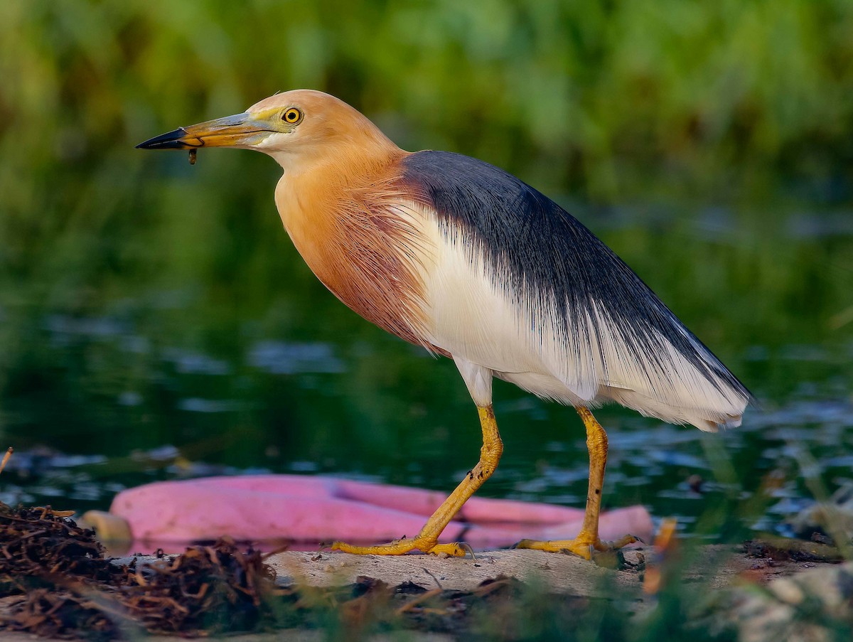 Javan Pond-Heron - Neoh Hor Kee