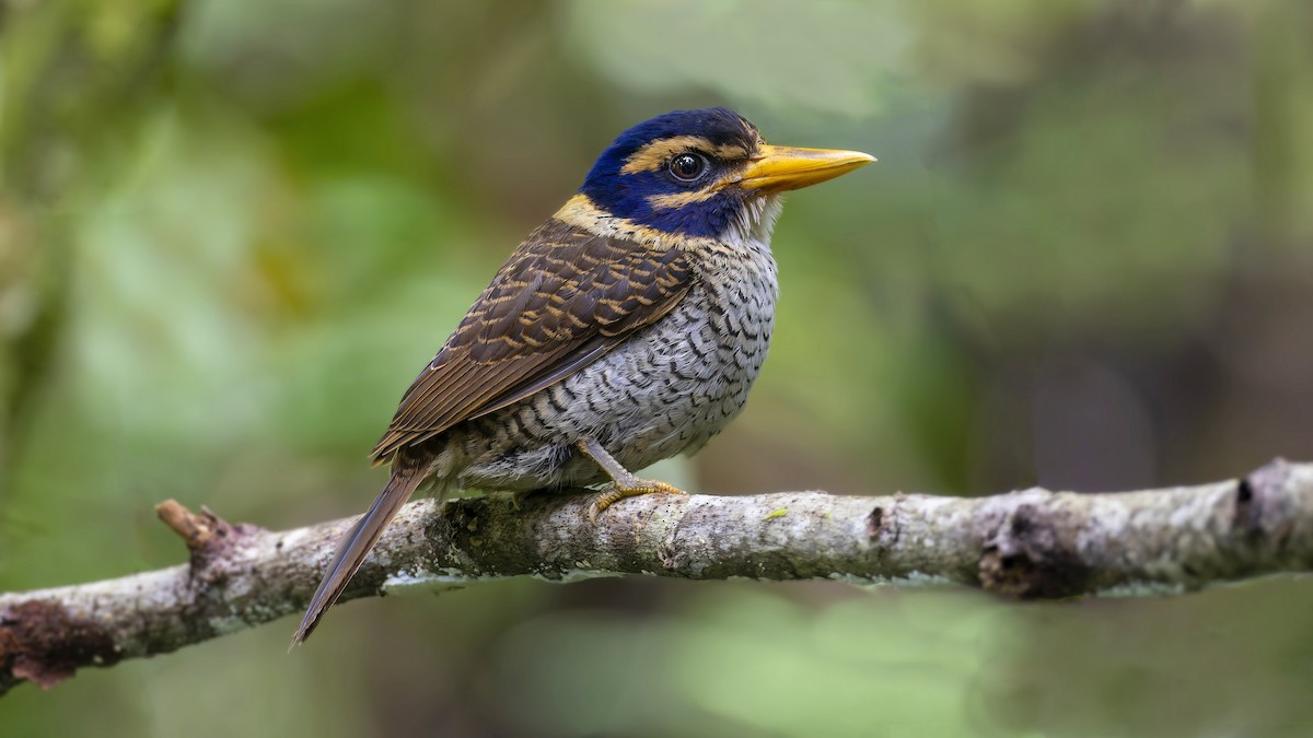 Scaly-breasted Kingfisher - ML548901801