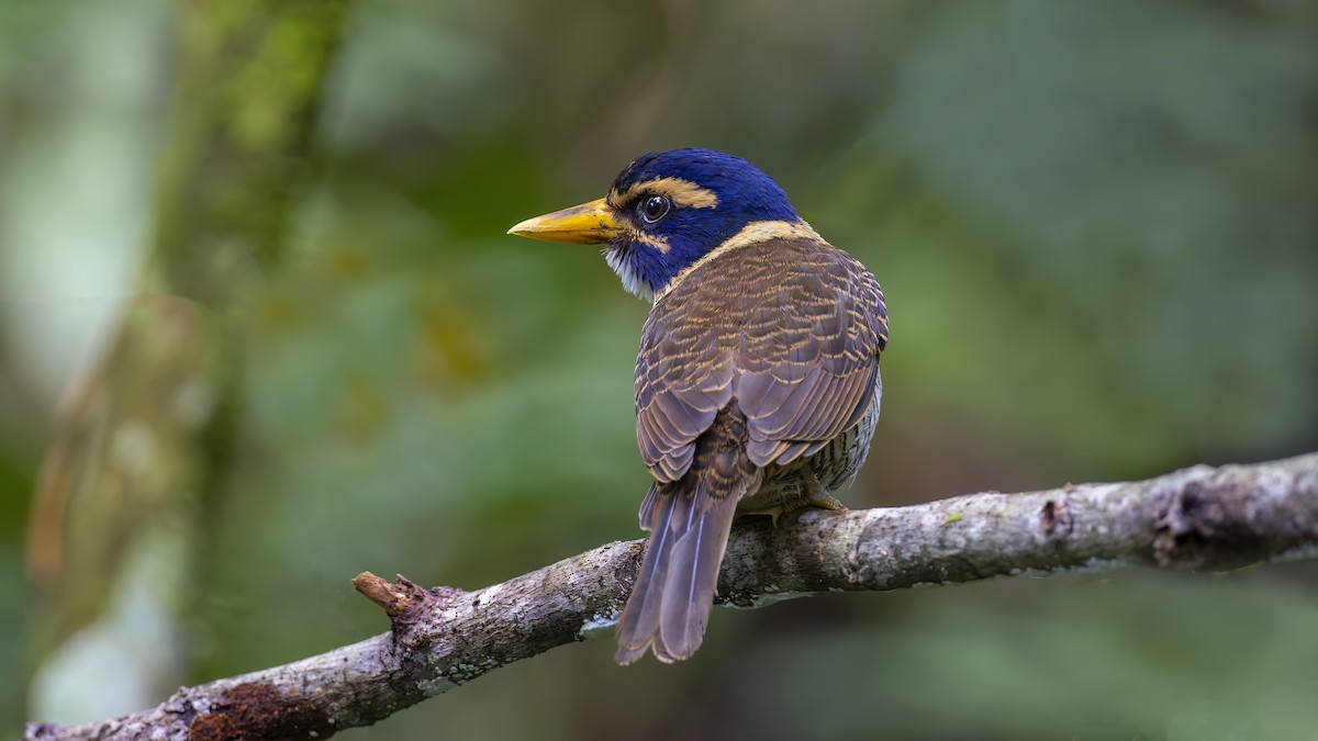 Scaly-breasted Kingfisher - ML548901811