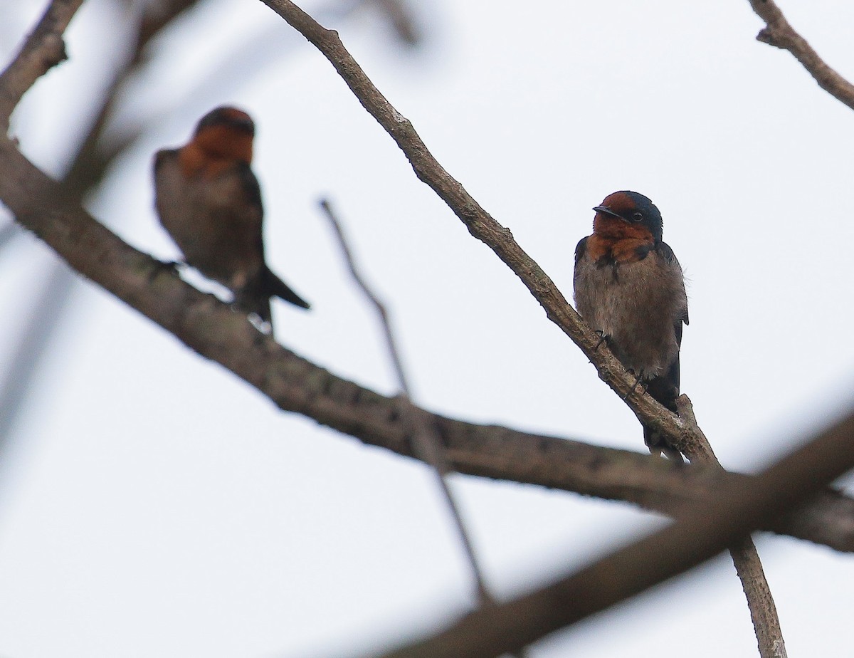 Golondrina del Pacífico - ML548901821