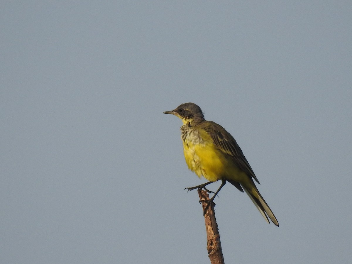 Western Yellow Wagtail - ML548901851