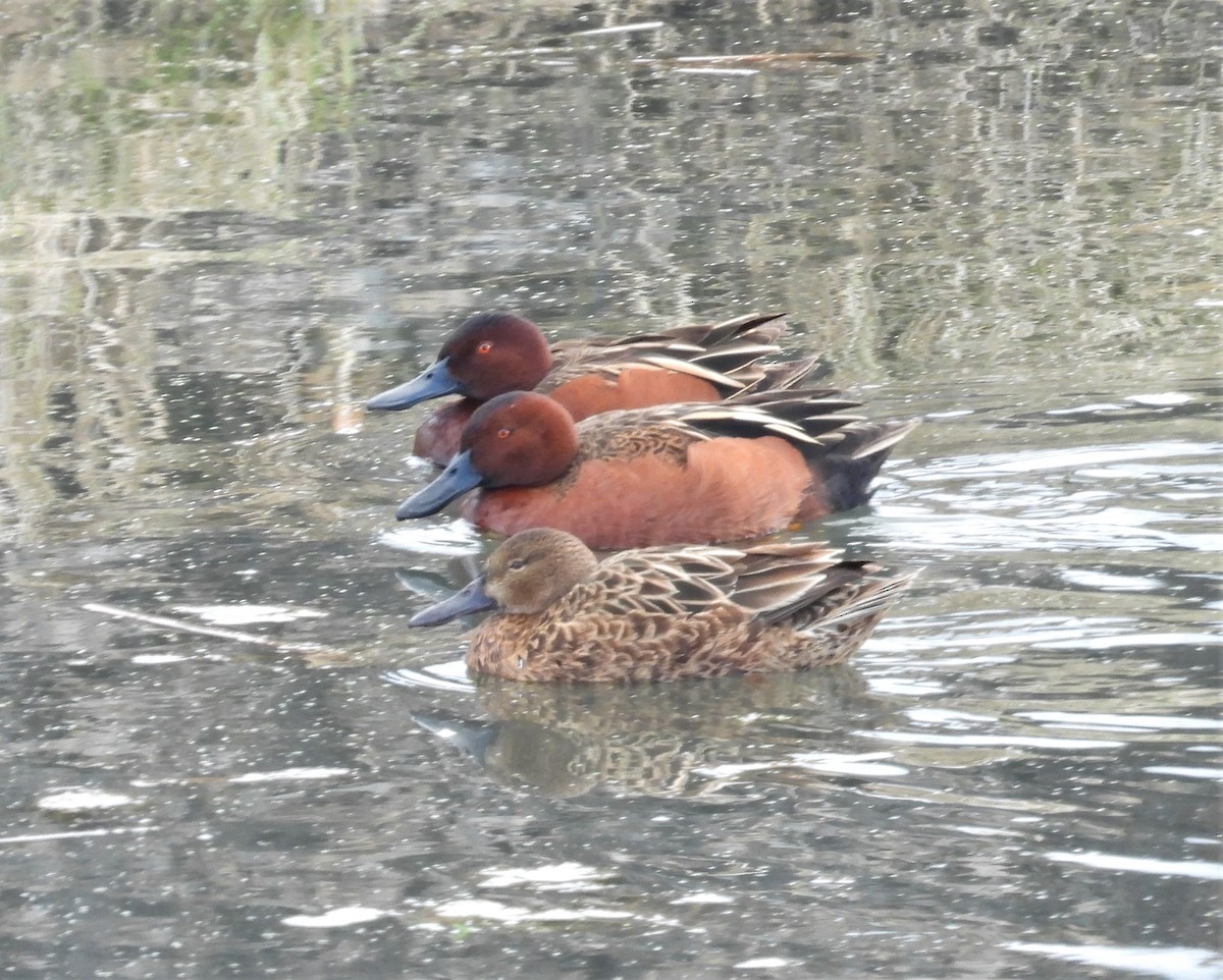 Cinnamon Teal - ML548901961