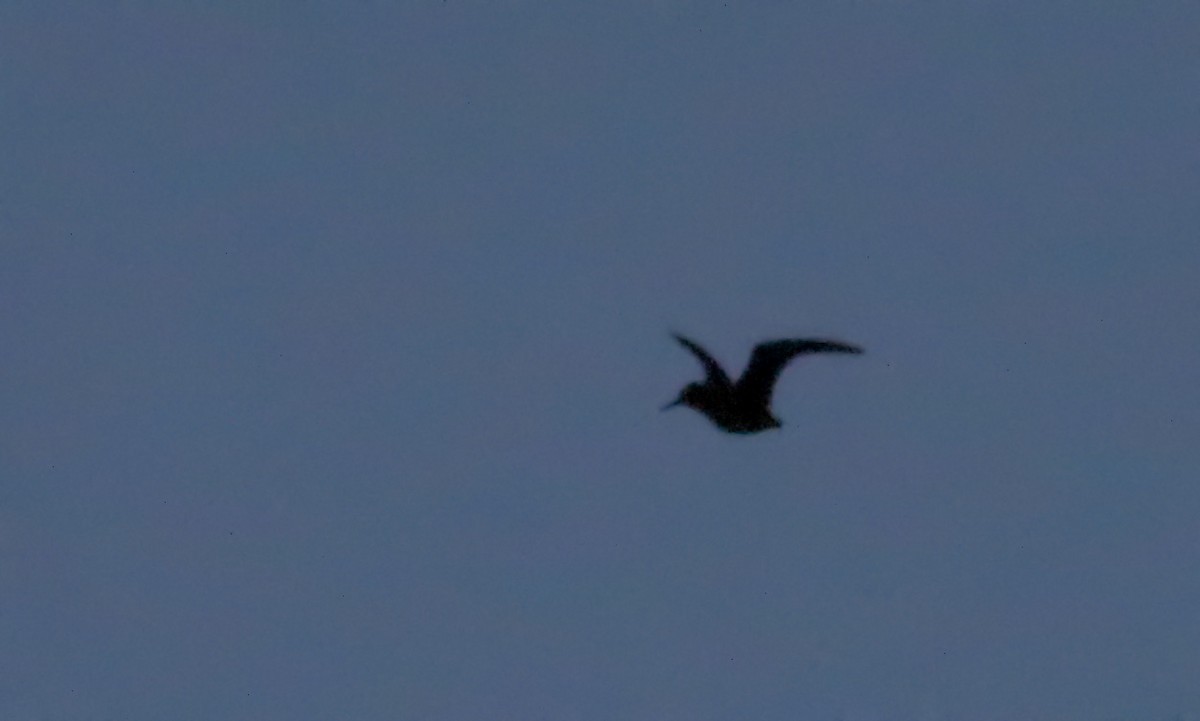 Wilson's Snipe - ML54890241