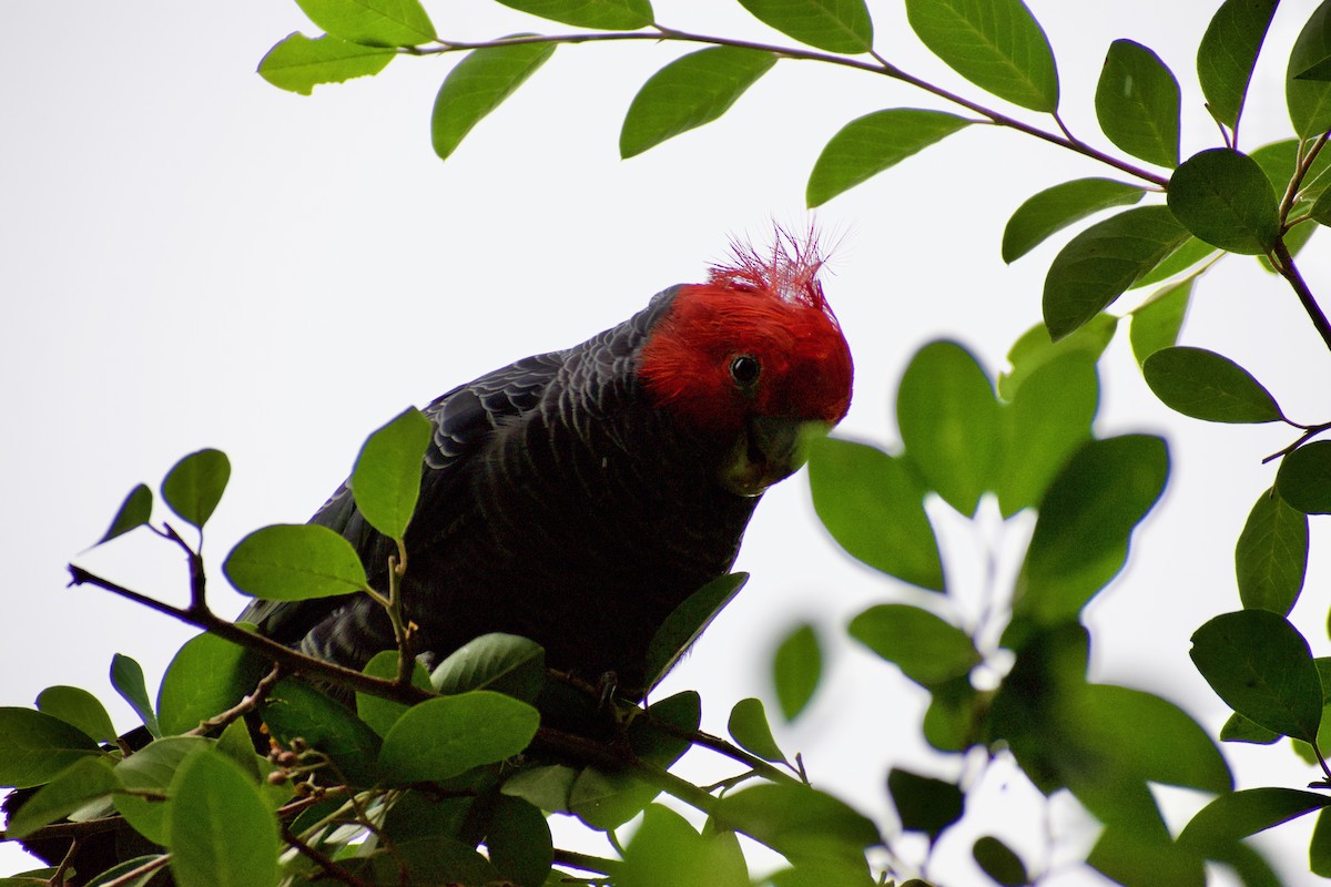 Cacatoès à tête rouge - ML548903131