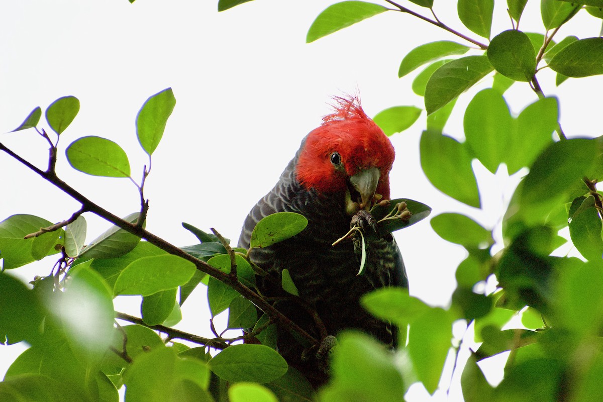 Gang-gang Cockatoo - ML548903141