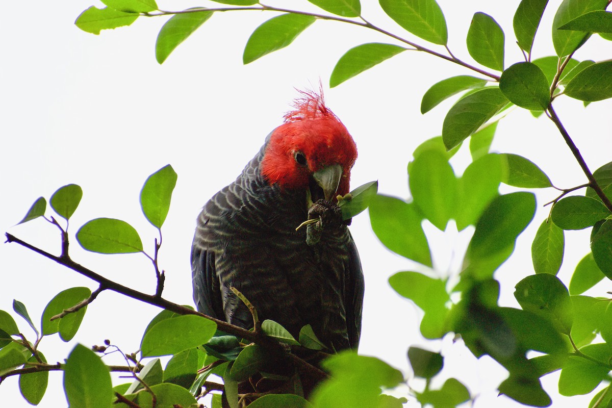 Cacatoès à tête rouge - ML548903151
