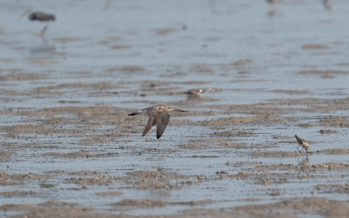 Bar-tailed Godwit - ML548904161