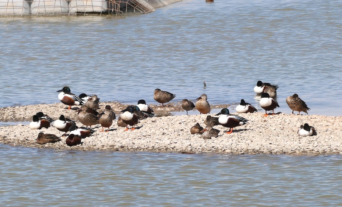 Northern Shoveler - ML548904631