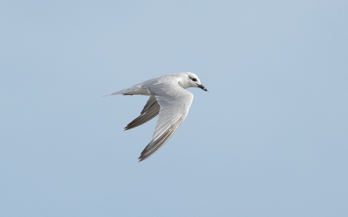 Gull-billed Tern - ML548905301