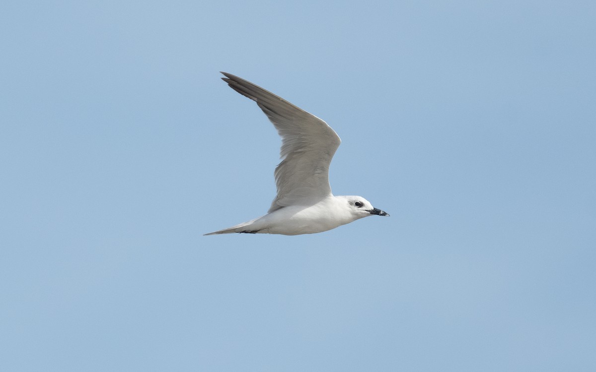 Gull-billed Tern - ML548905311