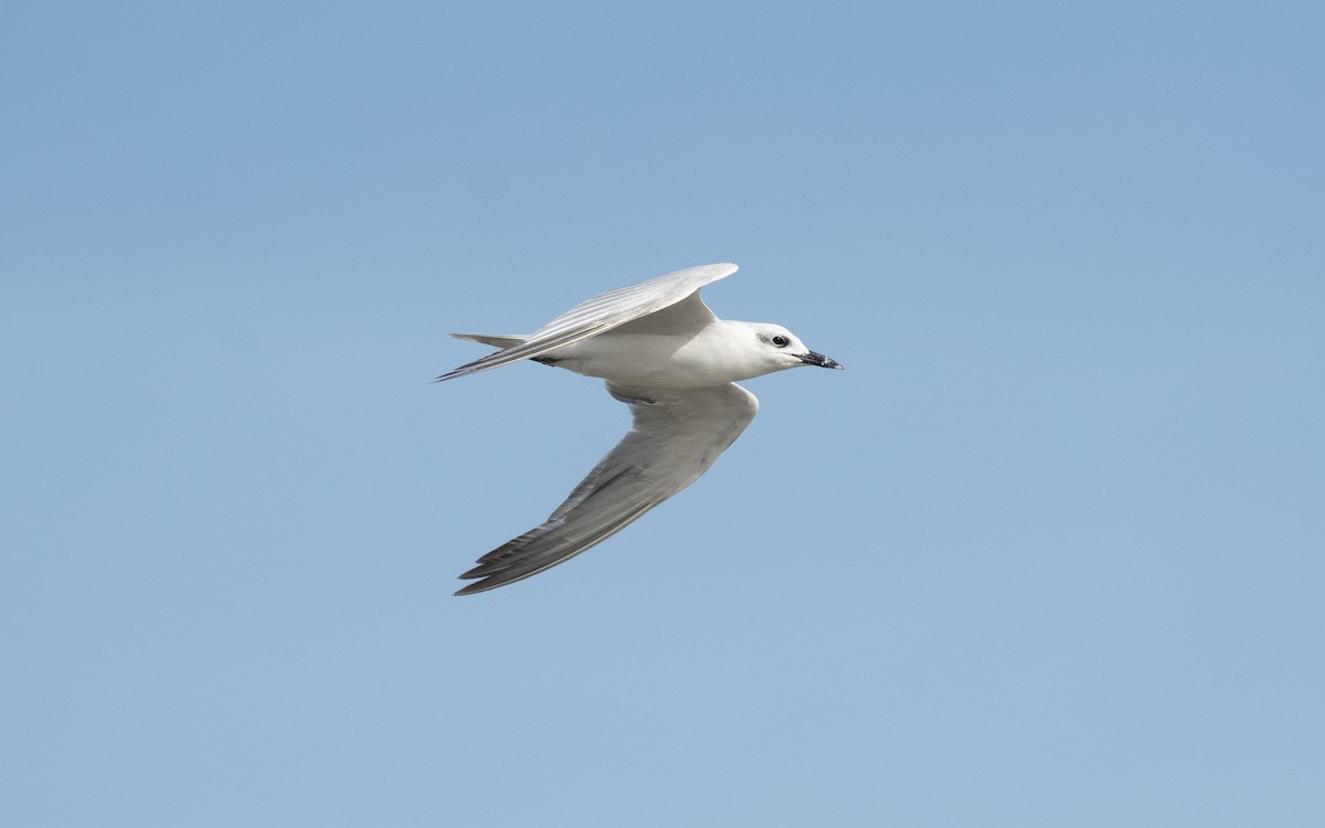 Gull-billed Tern - ML548905321