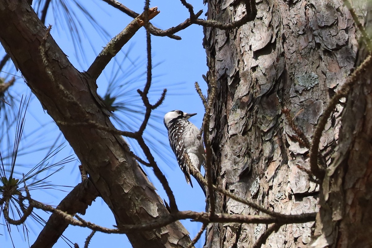 Red-cockaded Woodpecker - ML548905331