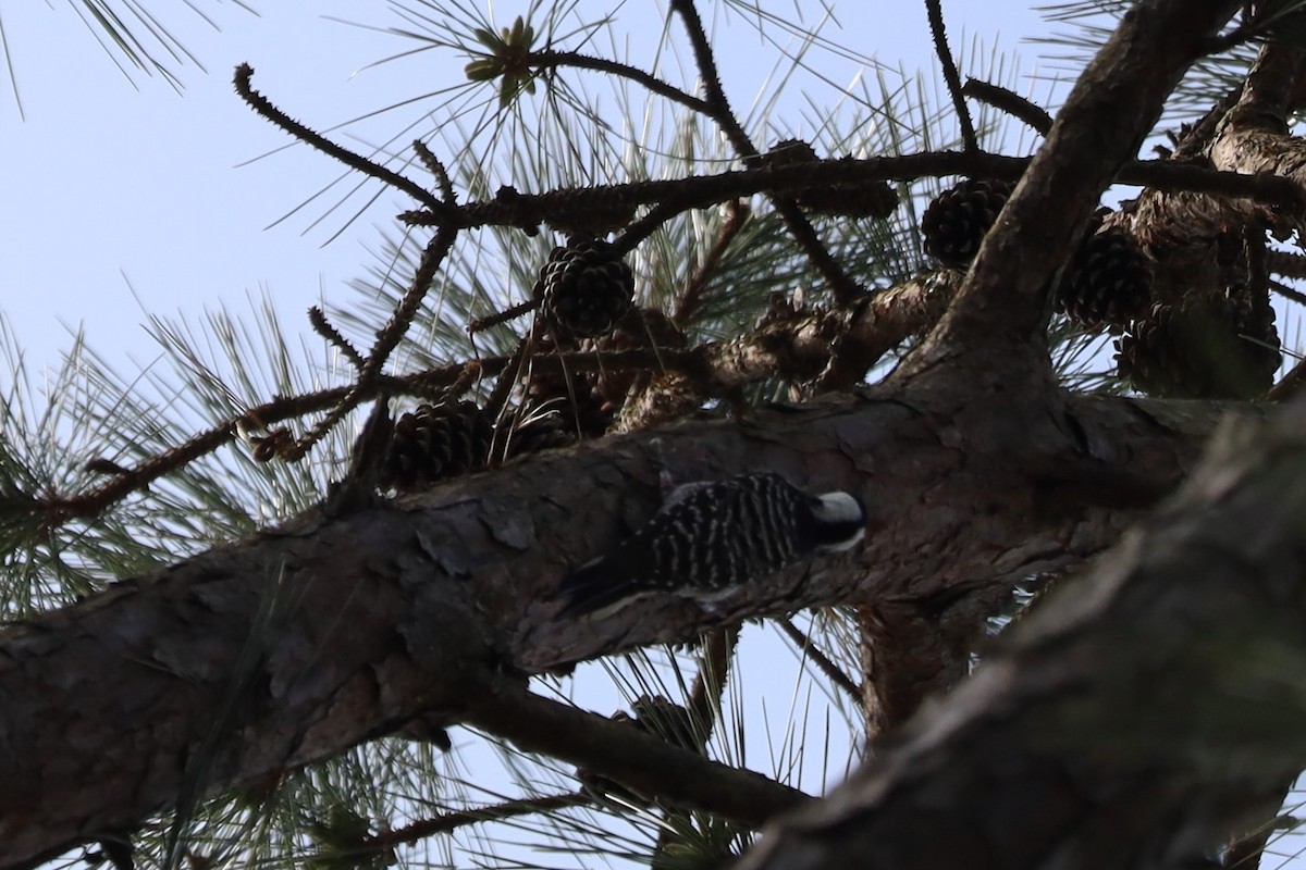 Red-cockaded Woodpecker - ML548905351